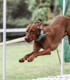 Šunys varžėsi jėgos sporto varžybose