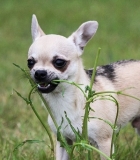 Kodėl šunys ėda žolę?