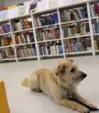 Gyvūnų globos metai: užsiėmimas vaikams Lentvario bibliotekoje